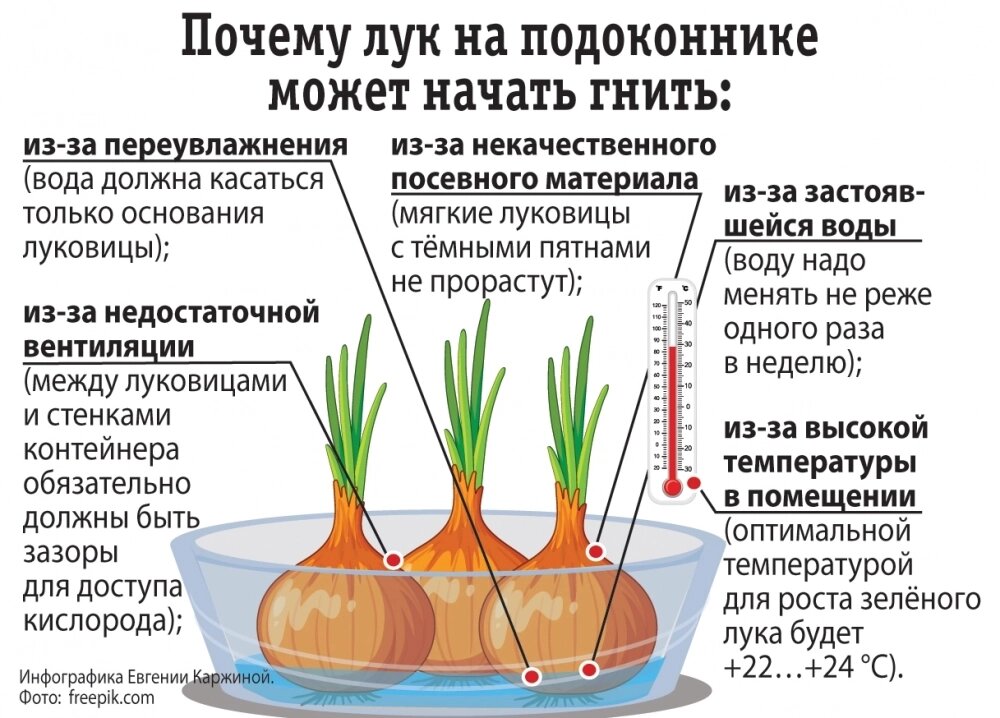    Фото: АиФ/ Евгения Каржина