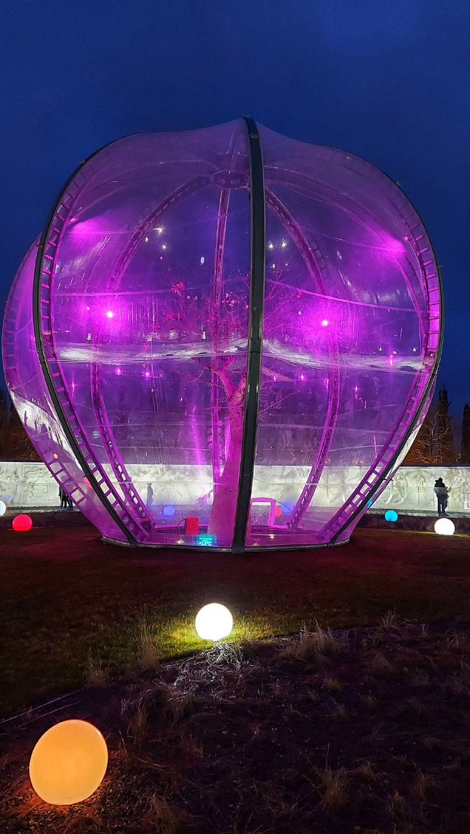 Хоризия цветёт 