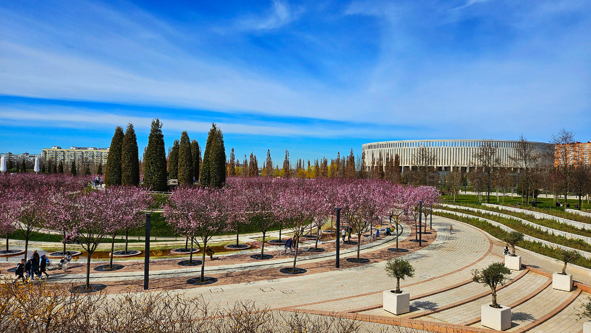 Слива Нигра цветет