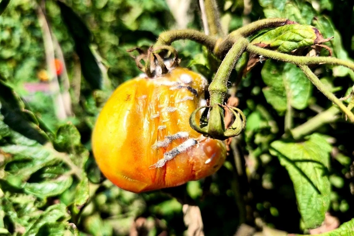    Томаты, например, нередко страдают от вершинной гнили плодов.