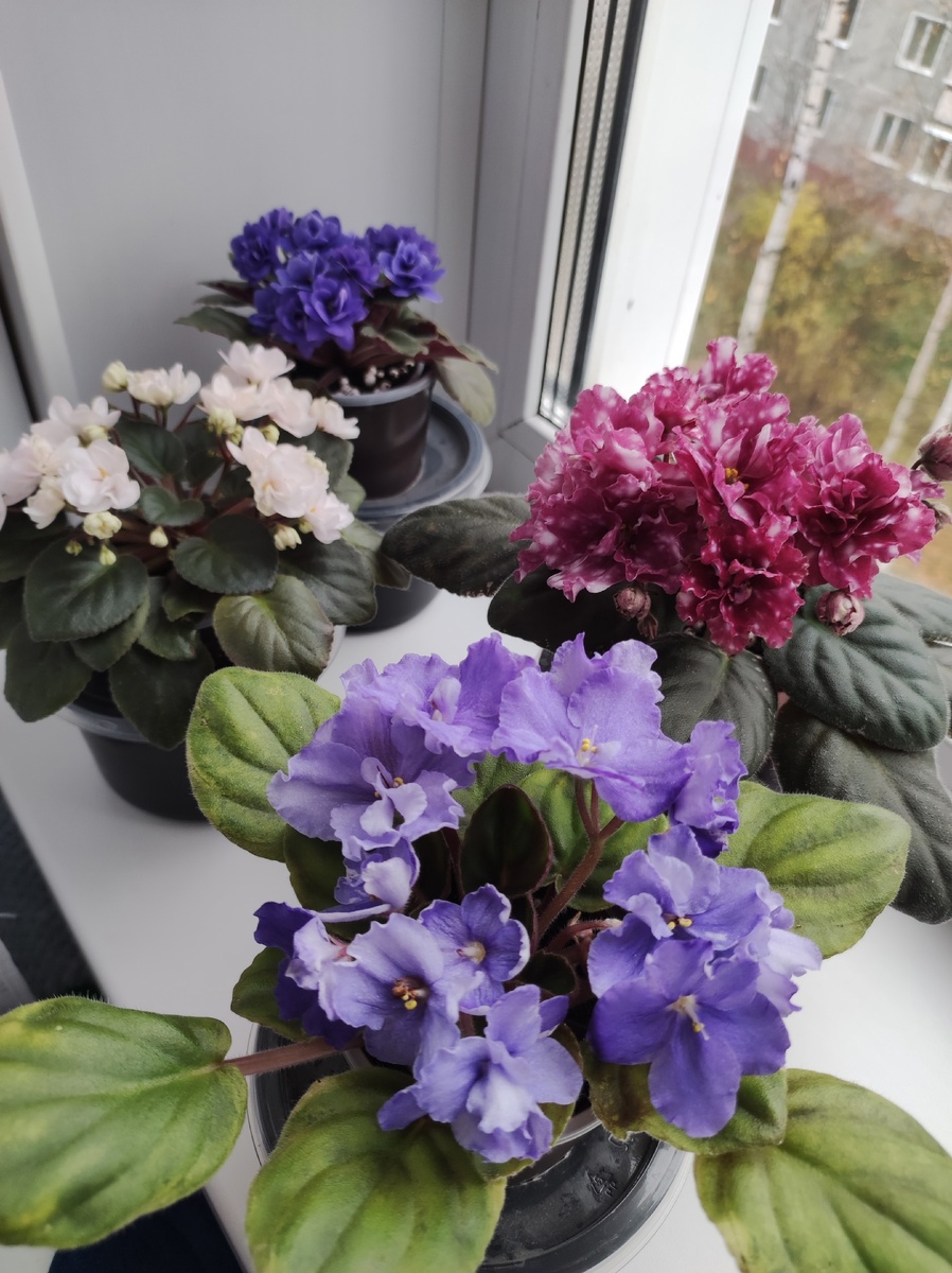 Мой осенний подоконник!