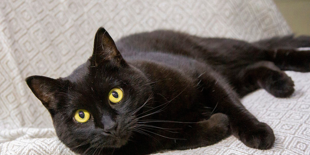 🐈⬛ Он станет лучшим другом - но только для доброго человека 😻.