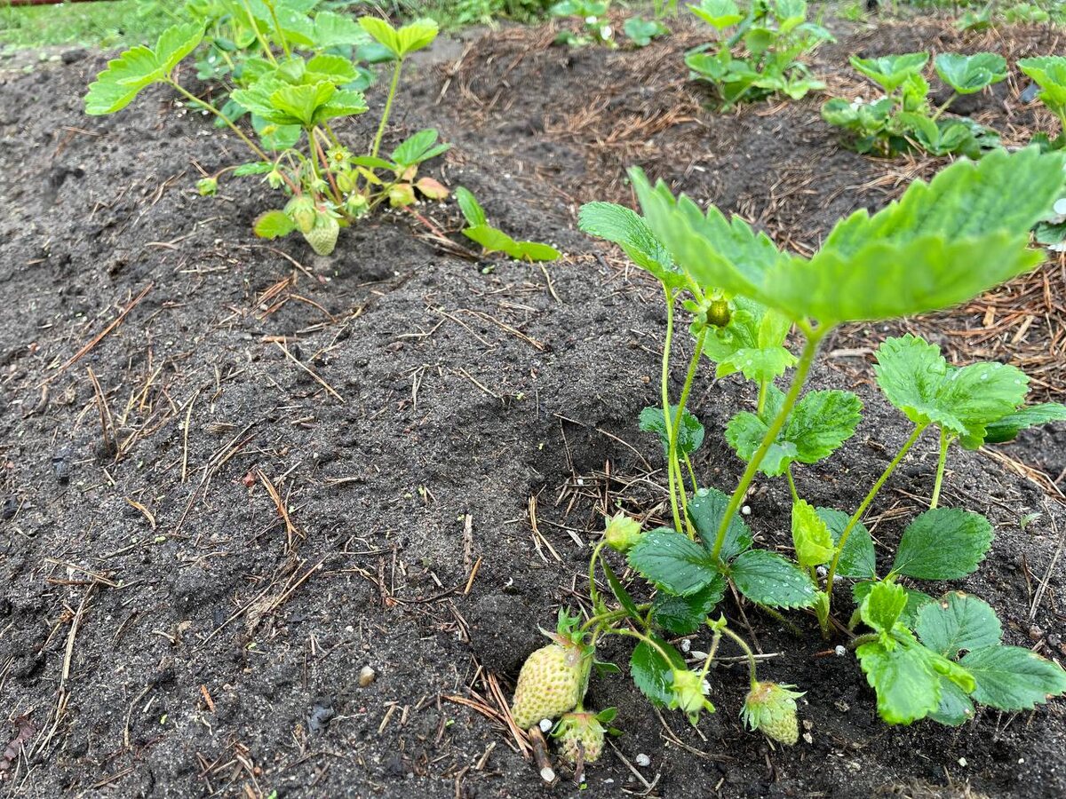 Саженцы клубники Азия. Фото автора 