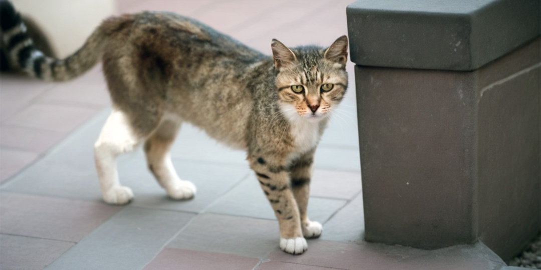 Обжорка и судьба