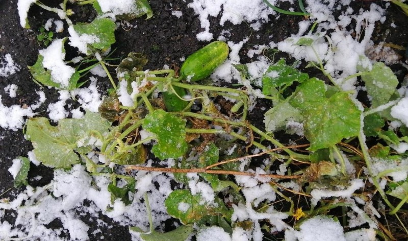 Яндекс картинки