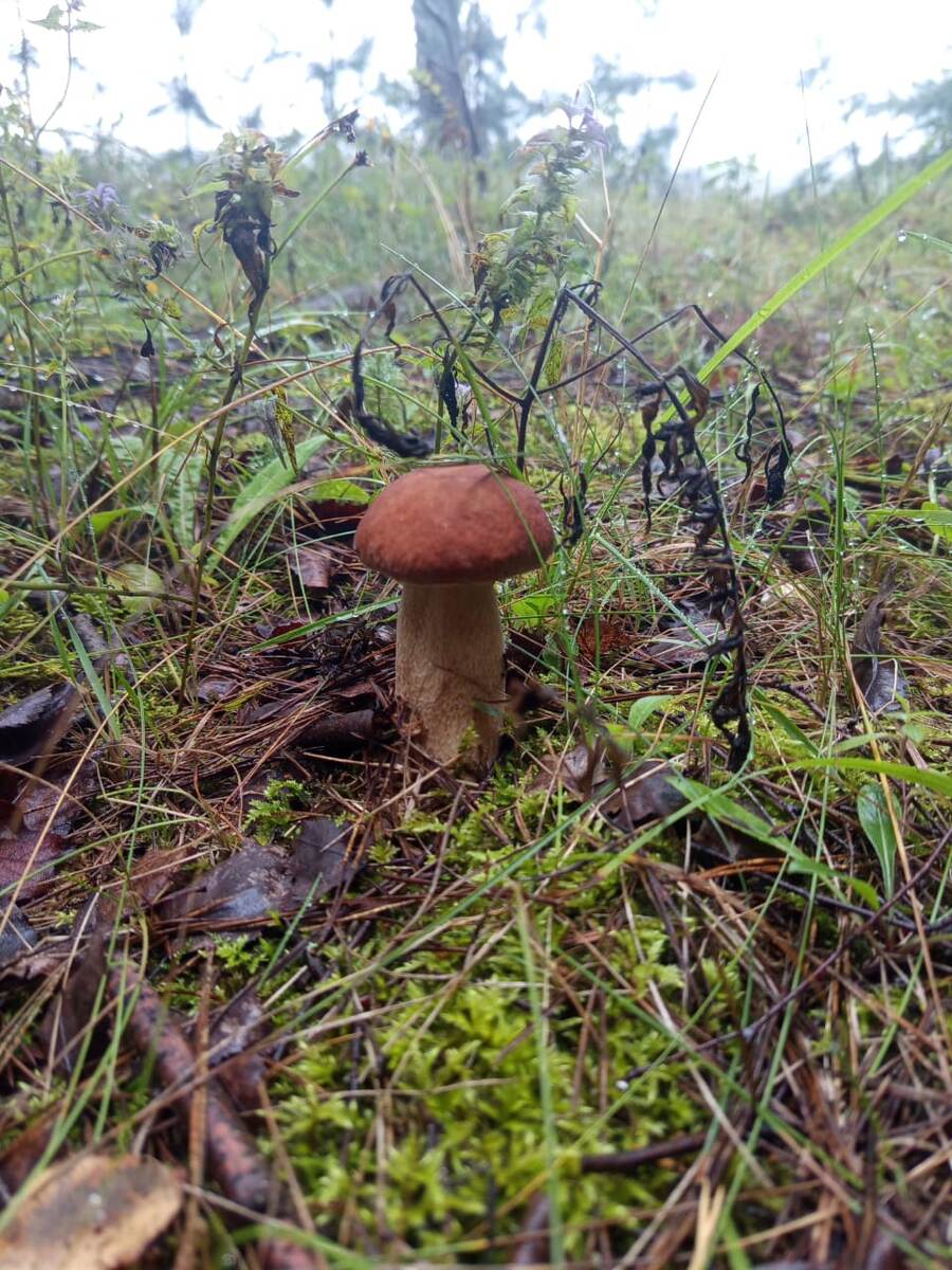 Загорелый сетчатый в травке. Сезон 2025.