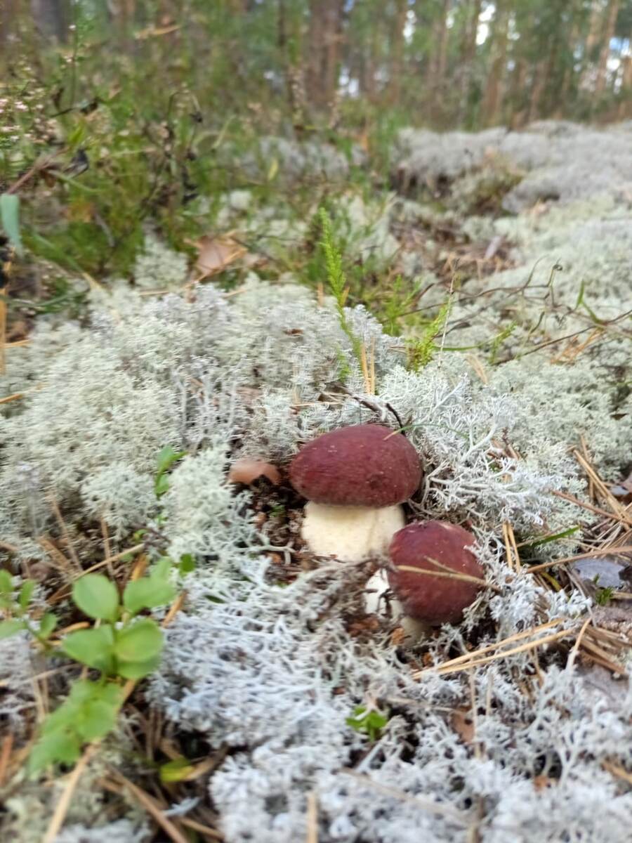 Боровички в беломошнике. Сезон 2025