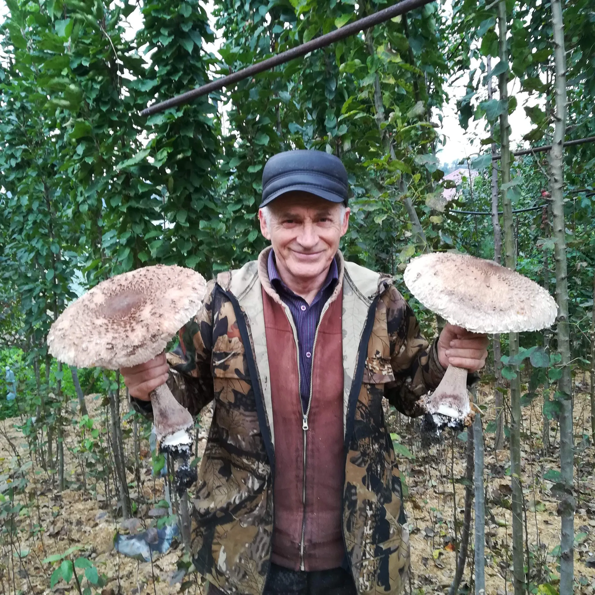 я с грибами Зо́нтик пёстрый (лат. Macrolepiota procera)