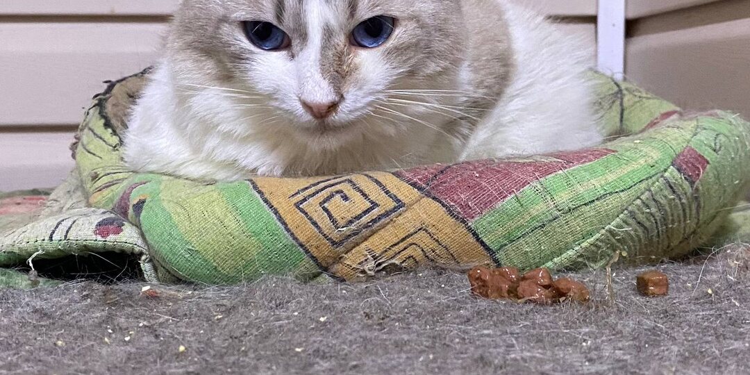 Всем привет от Сириуса