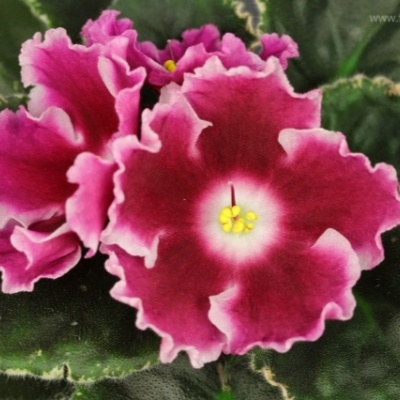 Сорт АВ-Аморе