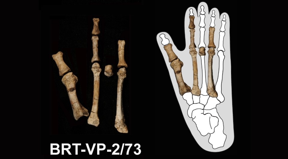   Yohannes Haile-Selassie