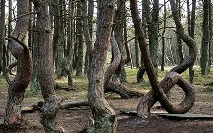 Экскурсия в Калининграде. Танцующий лес на Куршской косе.