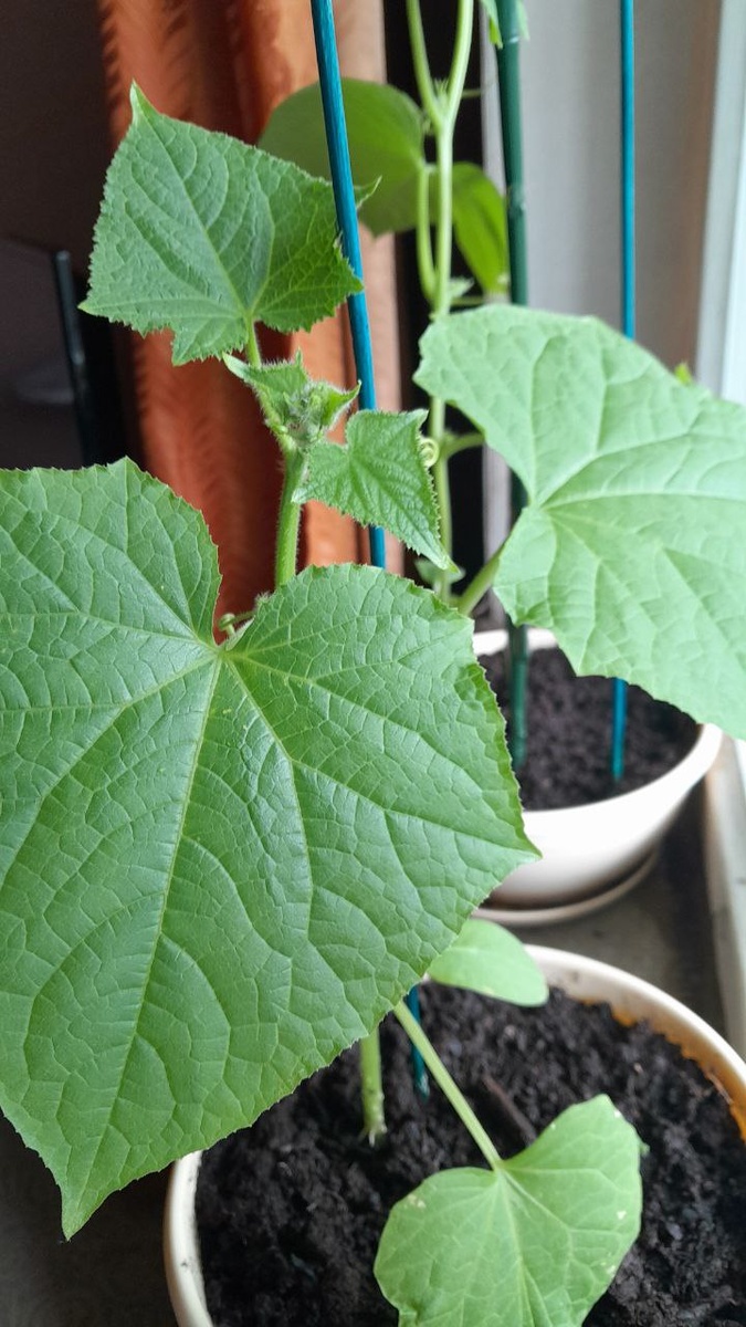 Две плети в горшках