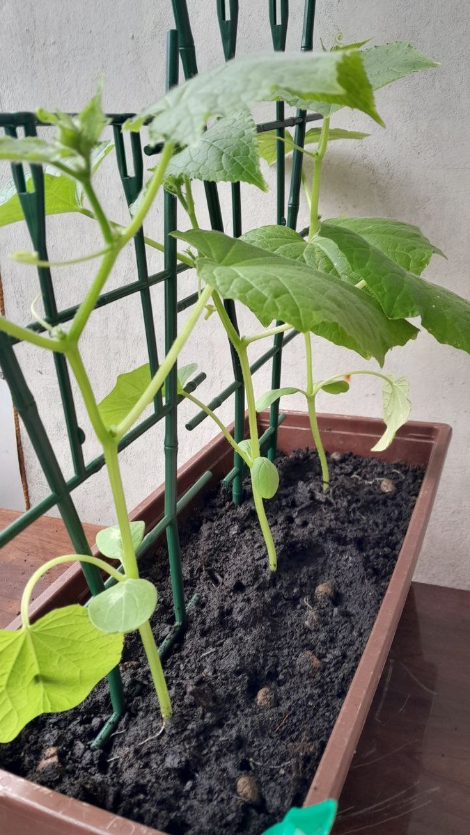 И три в ящике