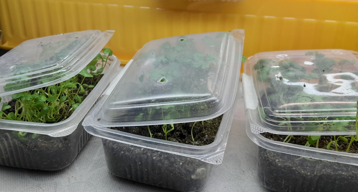 Рассада сельдерея перед пикировкой 2023 года - 3 вида: 2 черешквых и 1 корневой.