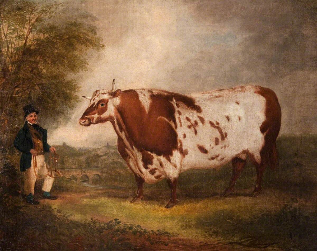 Дунирнский бык, Томас Уивер (1774–1843).Национальный музей сельской жизни