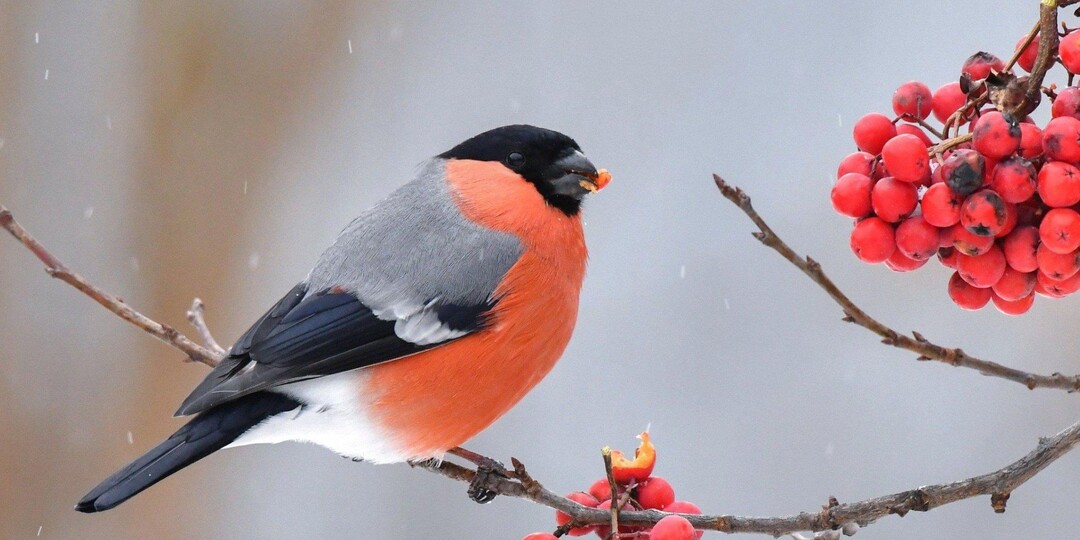 Покормите птиц зимой...