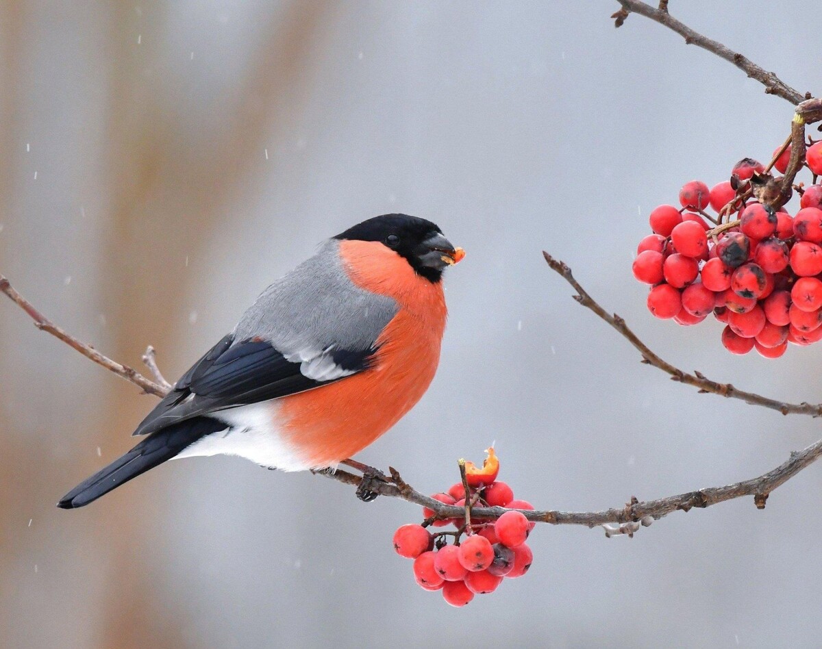 Красавец снегирь