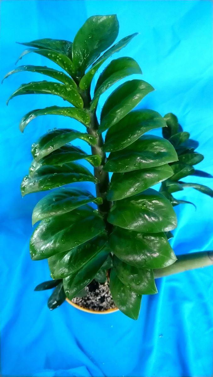 Замиокулькас зензи