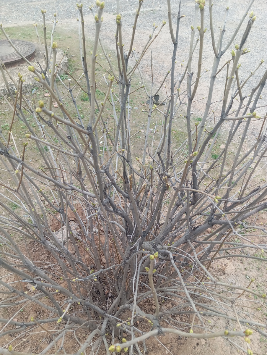 Сирень с новыми почками.