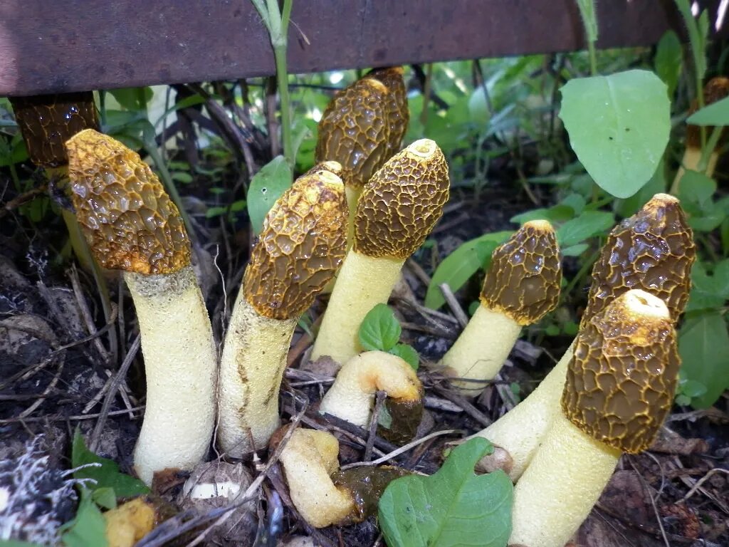 Рhallus costatus (весёлка хрящеватая),