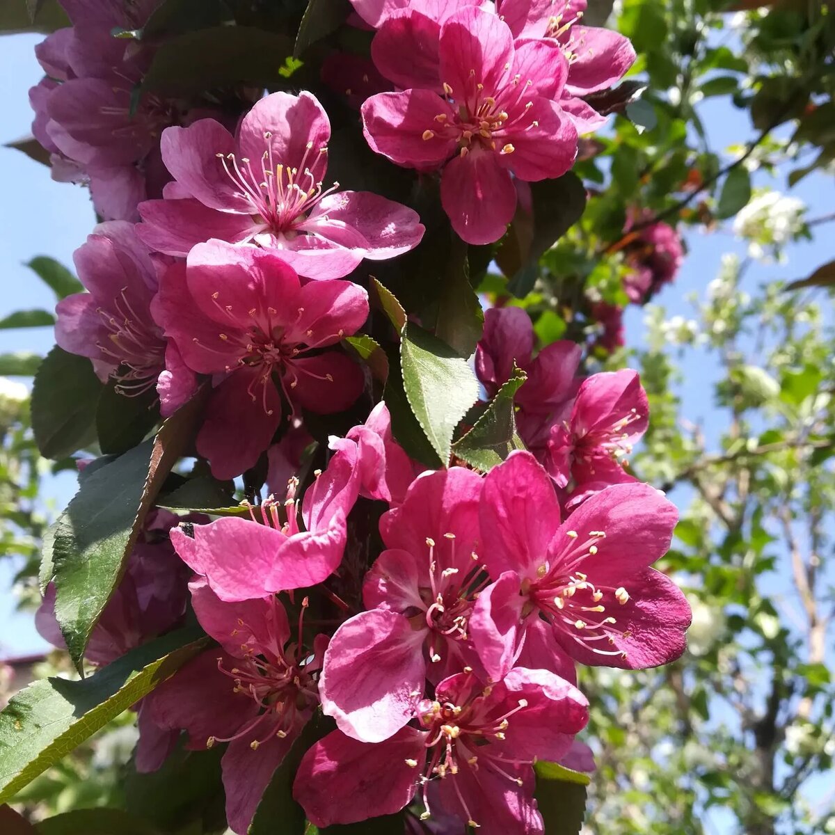 антоциановая колонна Royalty Compact (АК-30-5-6) (Royalty х McIntosh Wijcik)