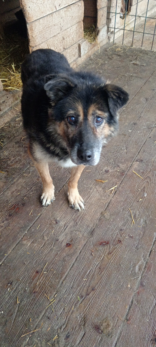 Старенький Миша