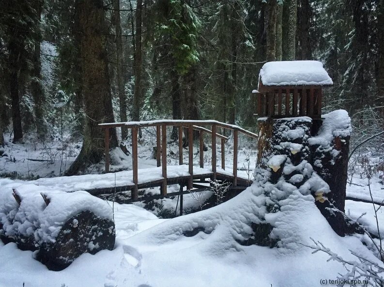 Фото Светланы Коган. Взято с сайта https://terijoki.spb.ru.