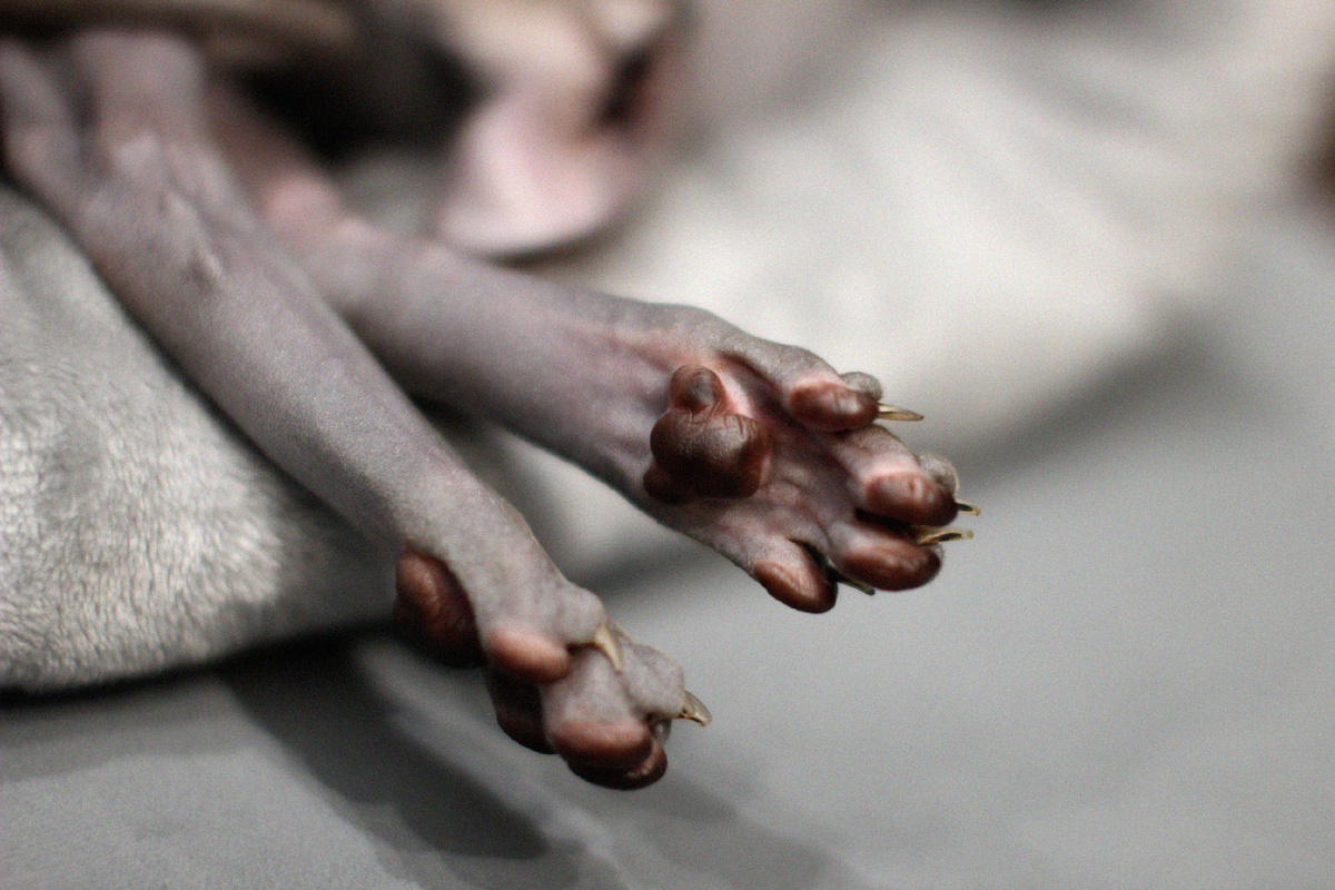 Лапы могут многое сказать о кошке 😊