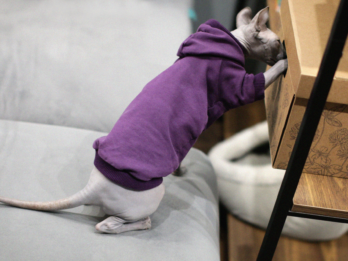 Проблемная задача для определения «лапости» кошки