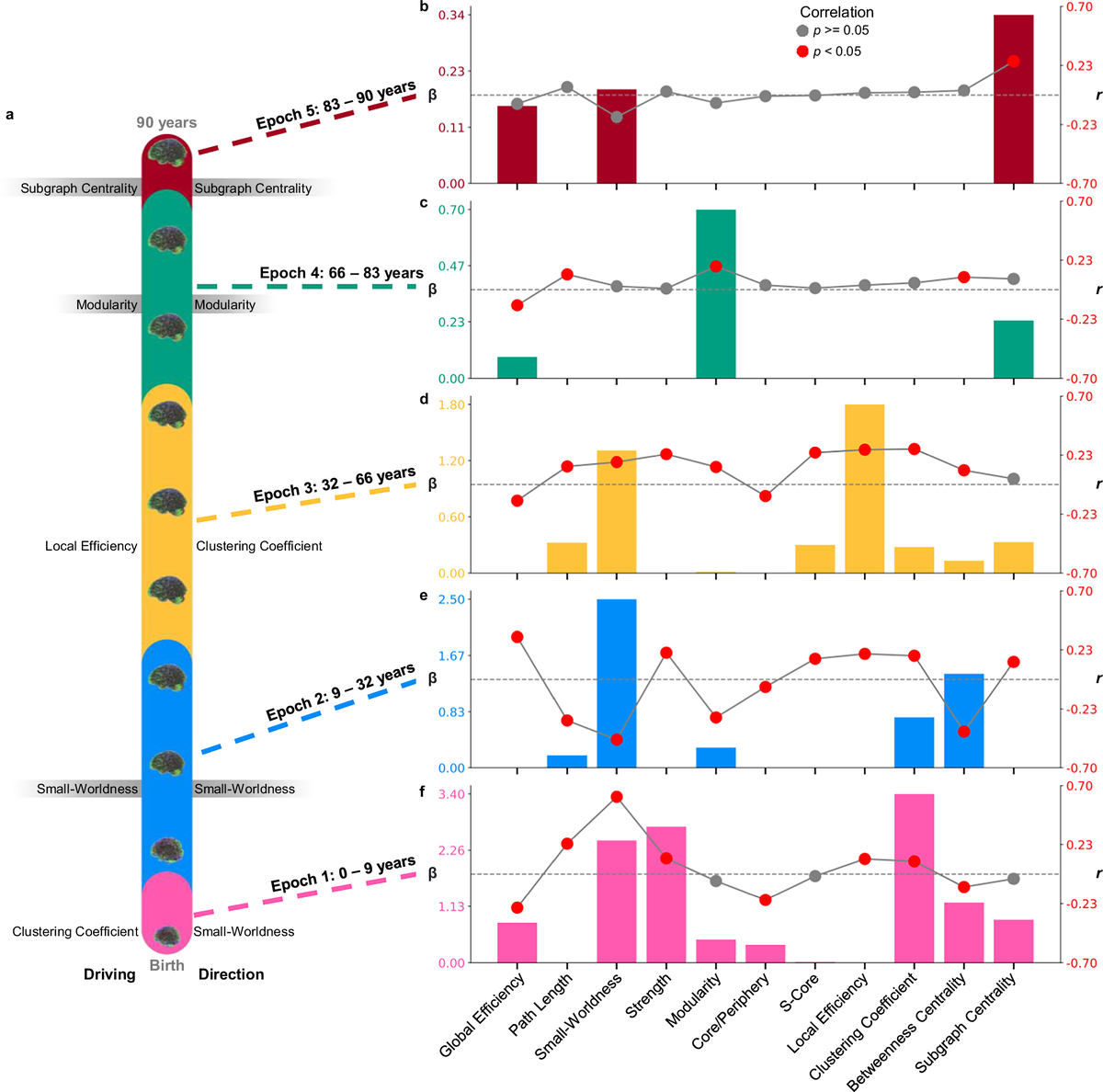    Топологические изменения в рамках пяти эпох жизни. Слева схема диапазонов каждой эпохи в течение всей жизни. Справа рядом с каждой эпохой показана метрика с наибольшей корреляцией (r), указывающая на наиболее сильные изменения в зависимости от возраста. Для эпох, в которых движущий фактор и наиболее сильное изменение совпадают, метрики выделены серым цветом. Красные точки указывают на корреляции Пирсона с p меньше 0,05. β — коэффициент LASSO, указывающий на наиболее сильный предиктор возраста. Источник изображения: nature.com