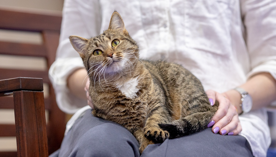 🐱Возрастные кризисы кошки: как меняется поведение питомца в 1, 3 и 7 лет