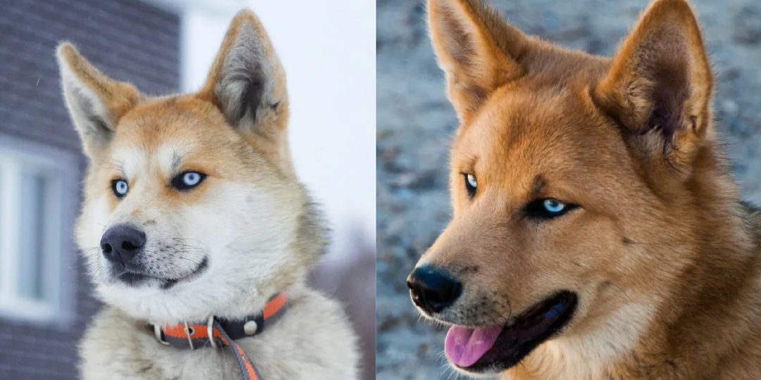 Хаскита-помесь акиты и хаски: 10 интересных фактов о породе