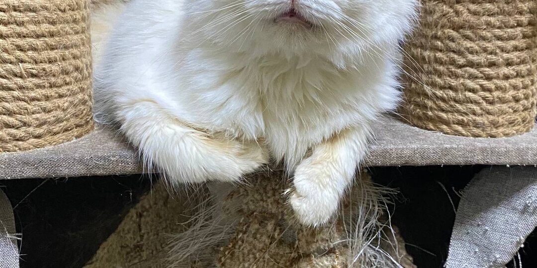 Ещё один голубоглазый товарищ Нимбус 🩵 Помните его