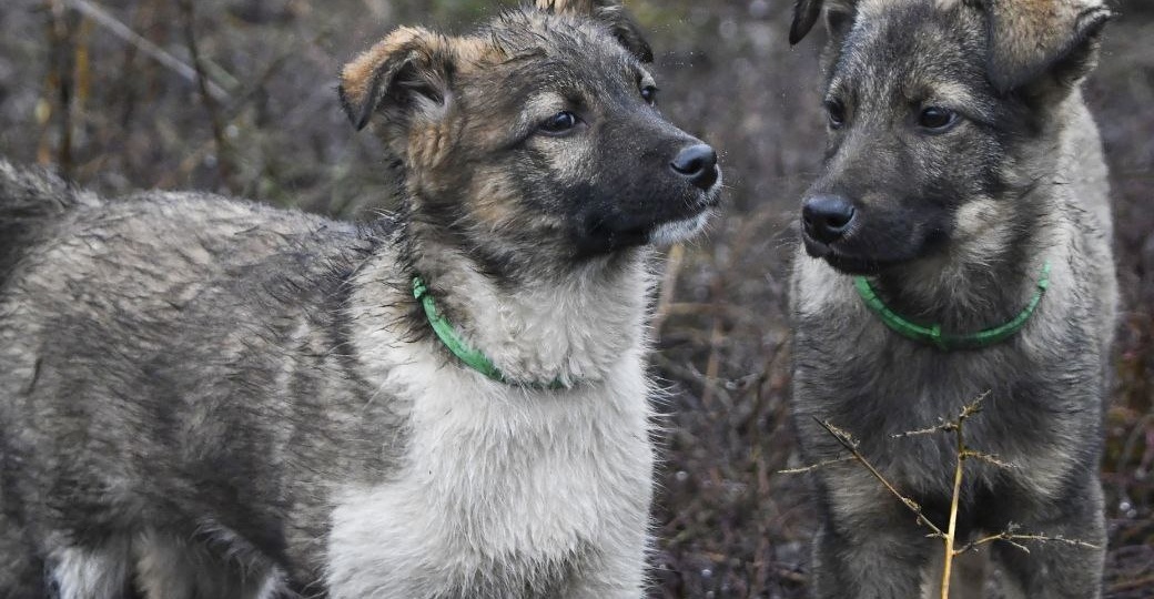 Два сердца ищут свой дом! ❤️🏡