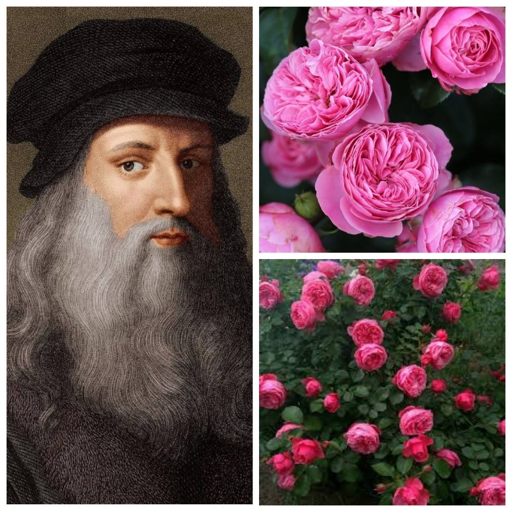 Коллаж: Зеленая леди, сад, семья и томатный сок