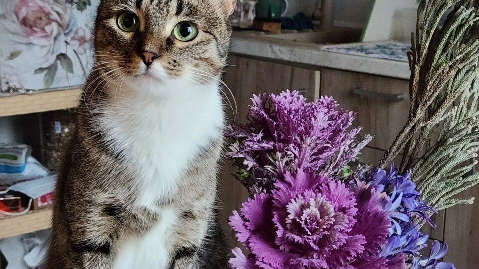 🆘 Один день на поиск дома! Срочно! 🆘