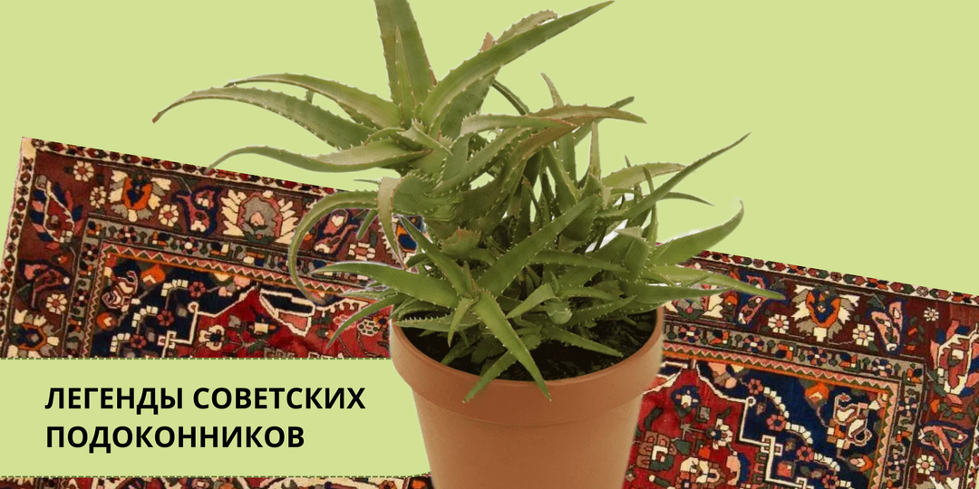 Алоэ дома: полный гид по видам, посадке, уходу, пересадке и безопасному использованию