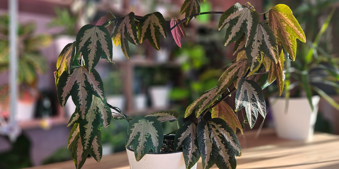 С пустыми руками не ухожу: 7 цветочных товаров с маркетплейса, которые беру всегда