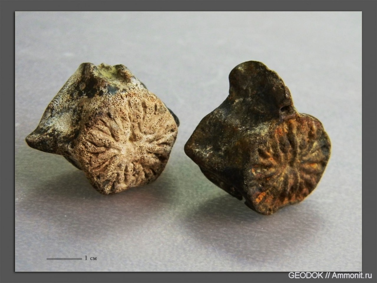 Позвонок дельфина. Источник фото: https://www.ammonit.ru/foto/21784.htm