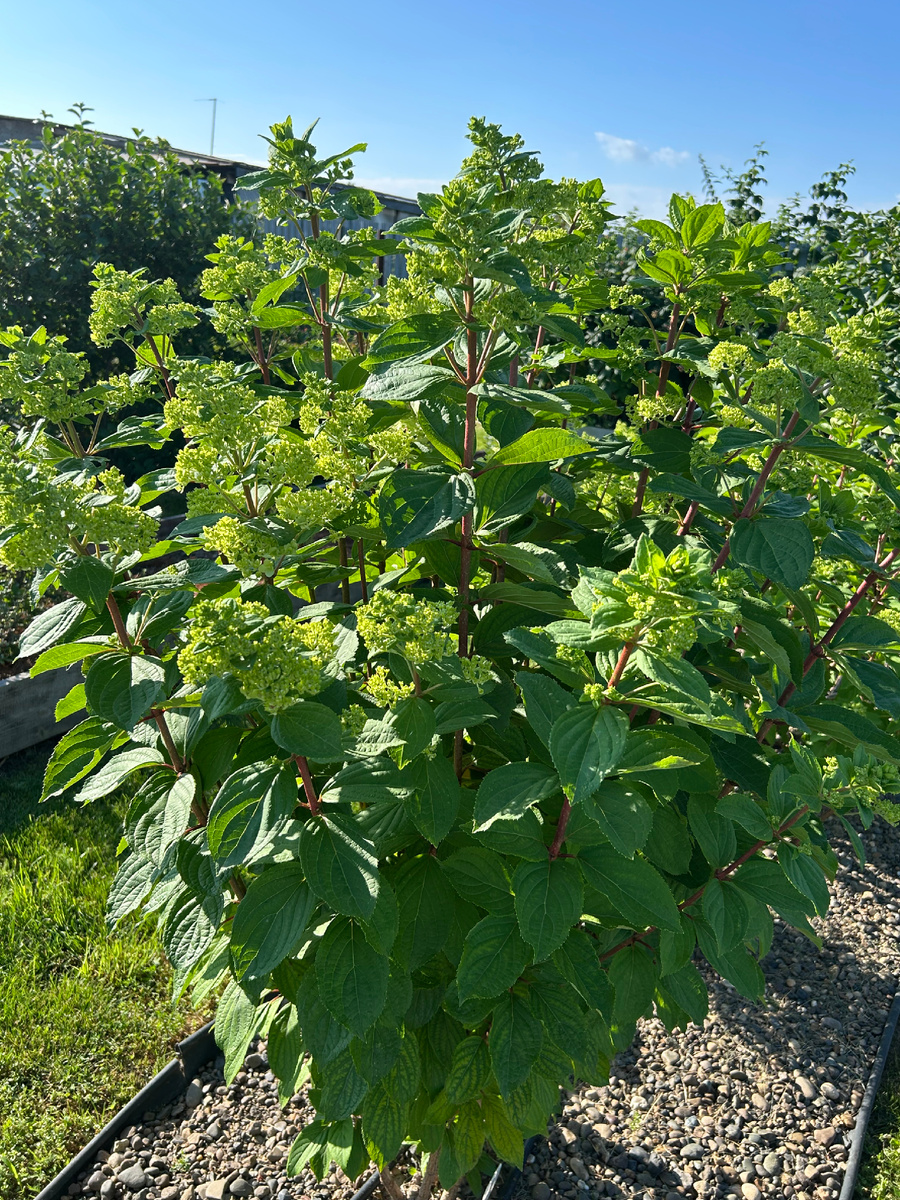 15 июля. Начало цветения Меджикал Мунлайт. Фото Мой второй сад. 