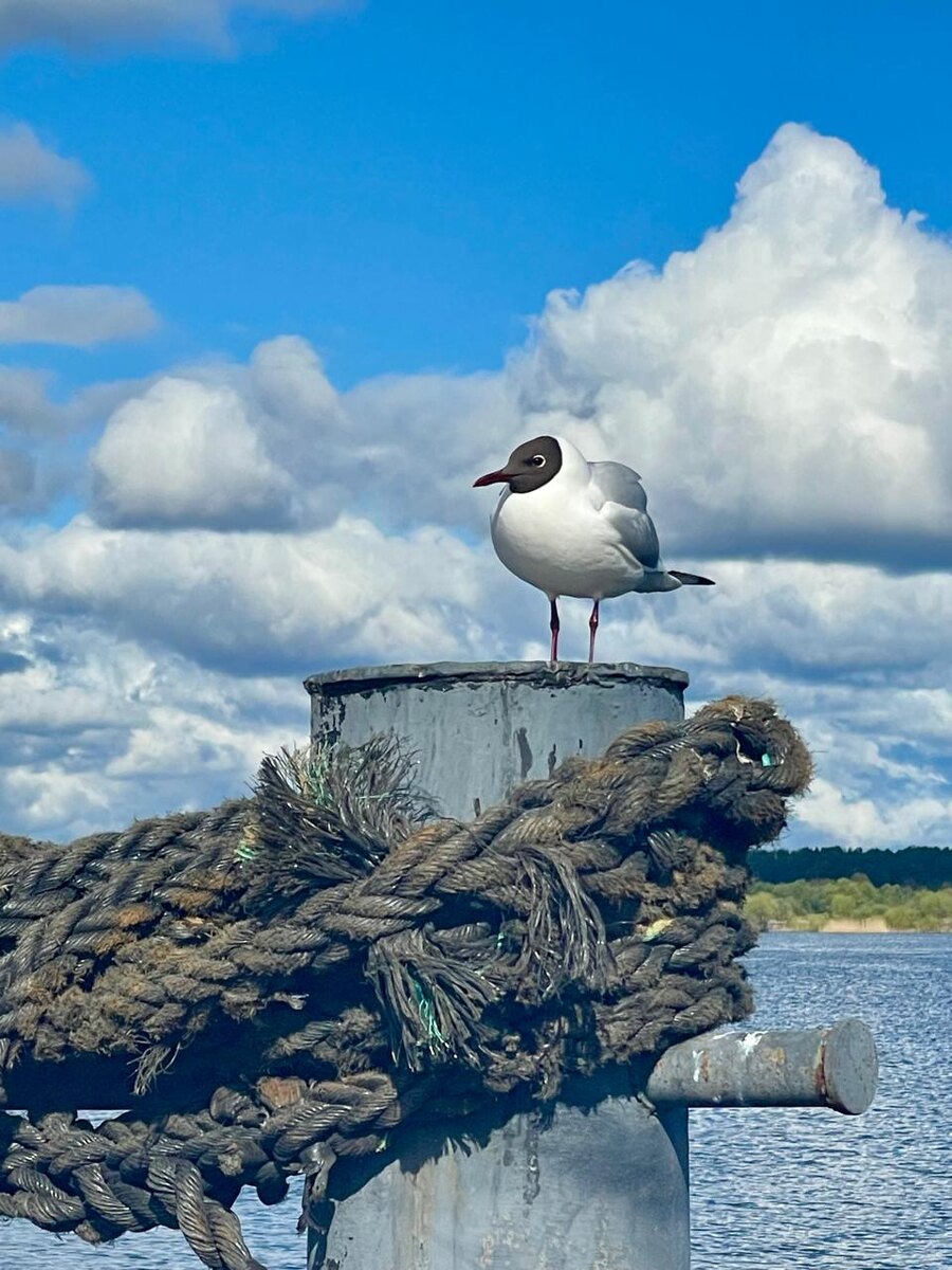 Паромная переправа Мышкин - Коровино © "Покажу Москву"