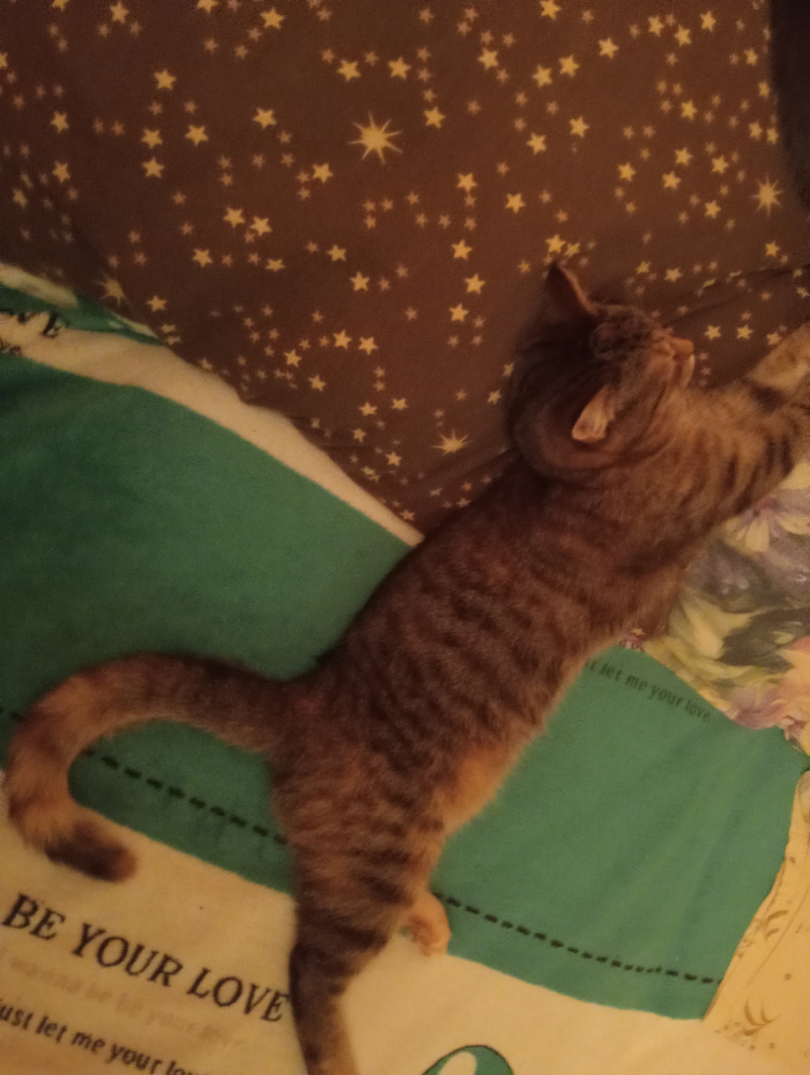 Спит, хвост бубликом!😸