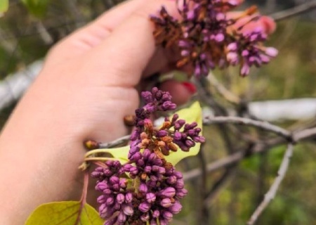    В Крыму аномальная жара набирает обороты. Цветут примулы и сирень