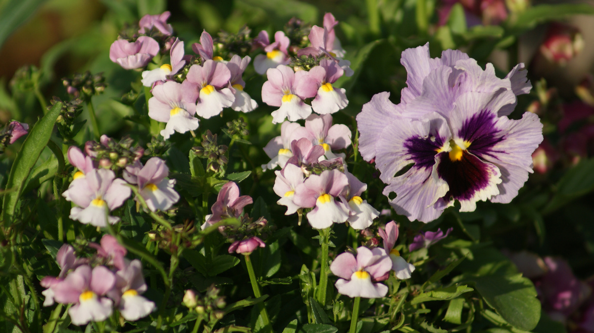 Немезия и виола. О немезии расскажу первой