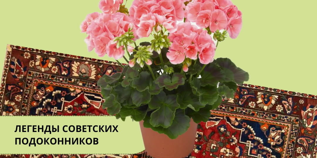 Герань снова в моде: полное руководство по пеларгонии — от «бабушкиного окна» до коллекционных сортов