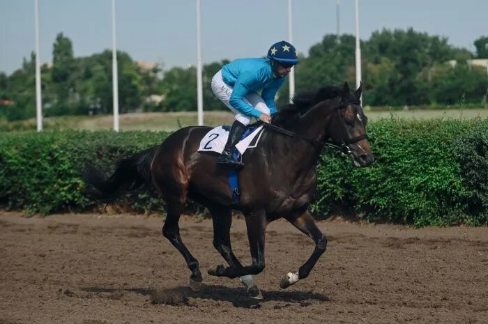 Прокуратура Ростовской области сообщила о первых результатах проверки после скандала с закрытием ипподрома в Ростове-на-Дону