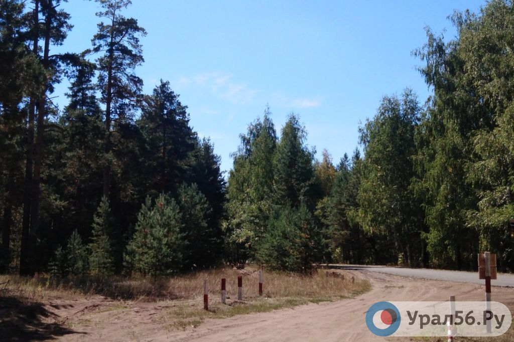    Аномально теплый ноябрь в Бузулукском бору: +8°C и без снега