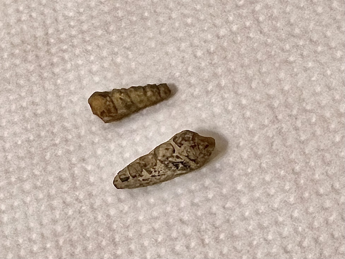 Древние моллюски Неринеи