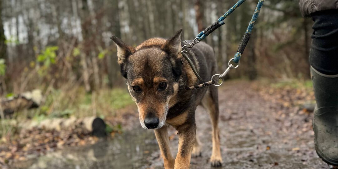 У собаки в приюте есть кличка и чип, а самой собаки как бы нет. Это возможно?